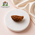 1 Mukhi Rudraksha – Original lab certified Natural Rudraksh for Spiritual Growth & Meditation