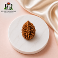 2 Mukhi Rudraksha Lab Certified – Original Natural Nepali Rudraksh for Harmony, Love & Spiritual Balance