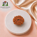 13 Mukhi Rudraksha Original Nepali – Lab Certified Natural Sacred Bead for Attraction, Success & Spiritual Prosperity