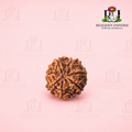 7 Mukhi Rudraksha (Seven Faced Rudraksha) – Lab Certified Original Nepali Bead for Prosperity, Positivity & Spiritual Growth