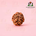 4 Mukhi Rudraksha Lab Certified Bead for Wisdom, Knowledge & Confidence | Original Nepali Rudraksha for Students, Meditation & Spiritual Growth