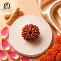 8 Mukhi Rudraksha nepali | Original nepali Eight Faced Rudraksha Bead | Lab Certified Spiritual Rudraksha for Protection & Success