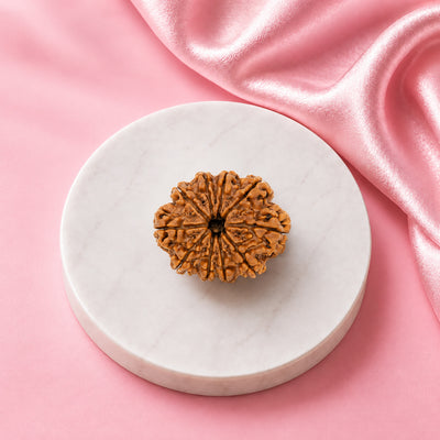 Rudraksha